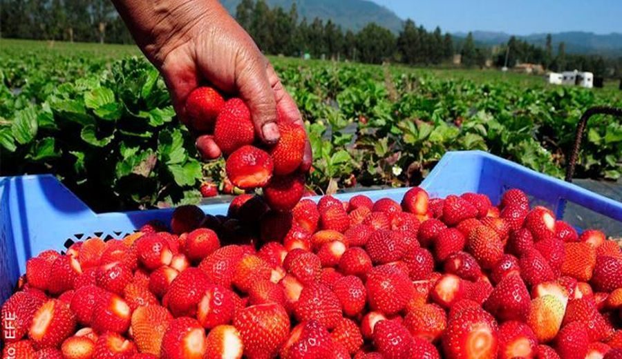 Caída del 66%: Impacto en Exportaciones de Fresas Peruanas