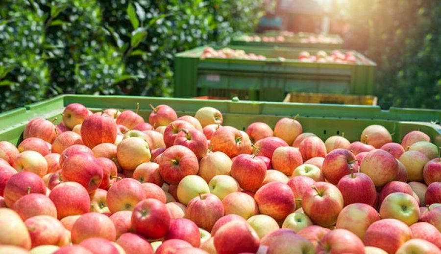 Caída del 84%: Perú pierde terreno en exportaciones de manzana