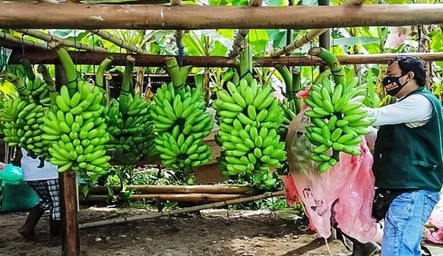 Caída y Competencia: Banano Peruano 2023