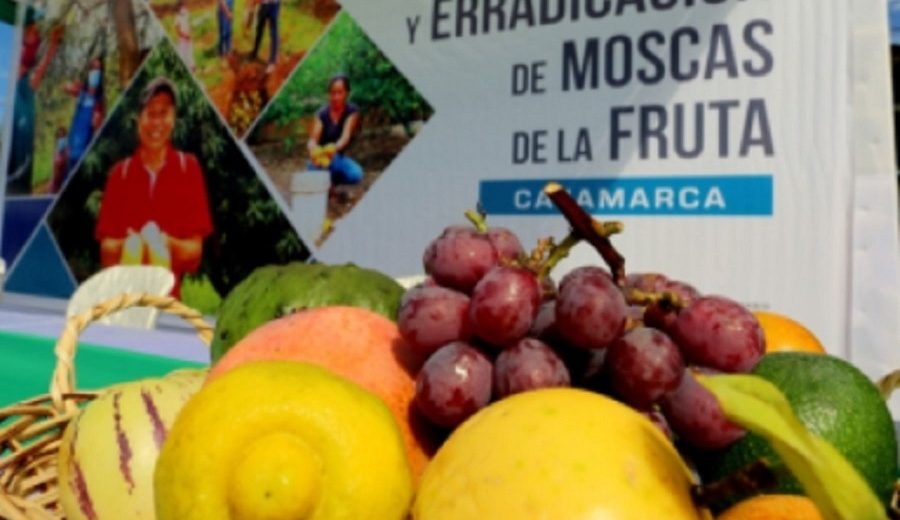 Cajamarca 31,601 productores se benefician con plan de erradicación de mosca de la fruta