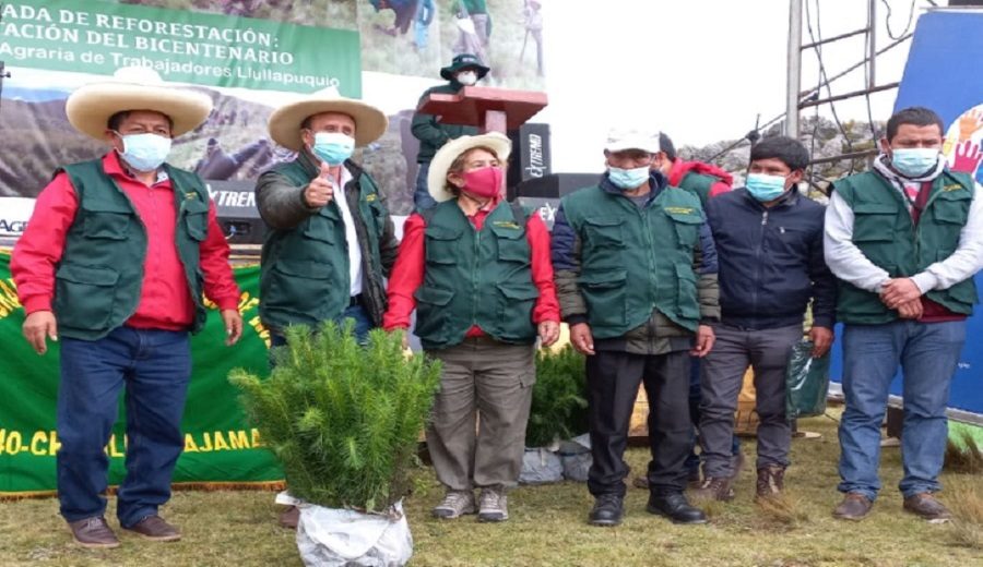 Cajamarca Serfor inicia reforestación con 90,000 plantones de pino en Llullapuquio