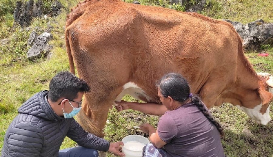 Cajamarca brindan 8,638 asistencias técnicas pecuarias a productores de ganado