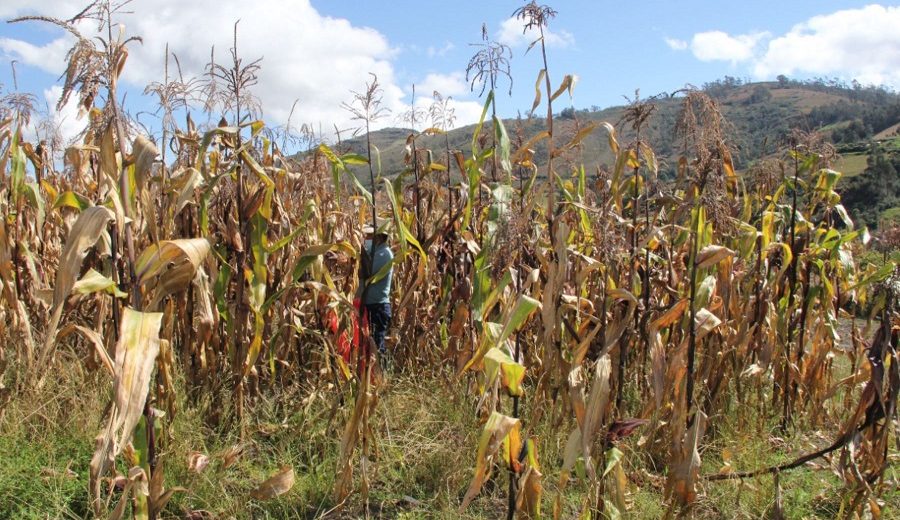 Cajamarca campesinos cosechan maíz morado con mayores propiedades antioxidantes