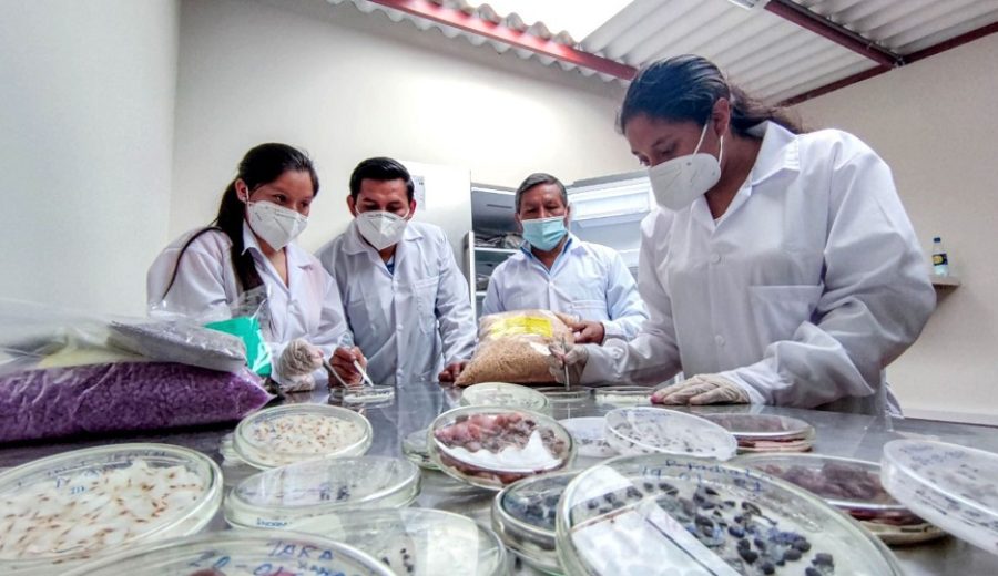 Cajamarca implementa laboratorio de semillas para megaproyecto de forestación