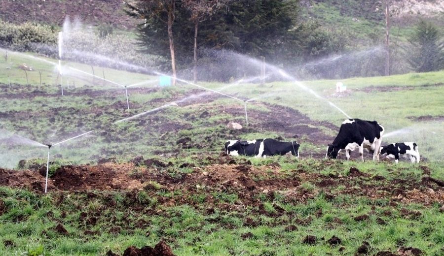 Cajamarca invierte S 2 millones en instalación de sistema de riego para pastos y forrajes