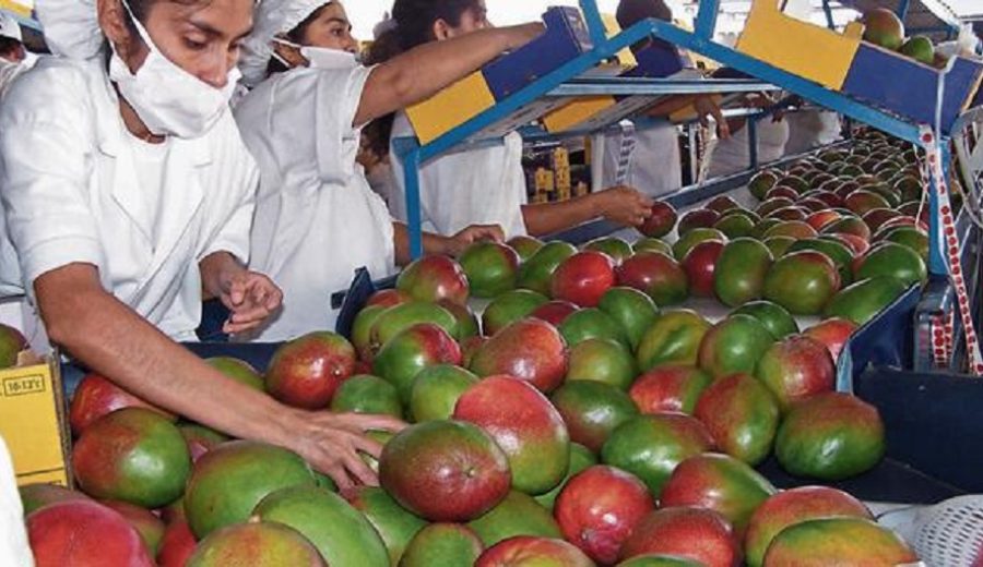 Campaña de mango cierra con leve reducción de volumen y alza de precios de fruta congelada