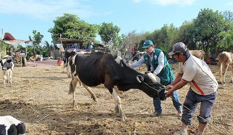 Campañas de Vacunación en Perú para Prevenir Enfermedades en Animales