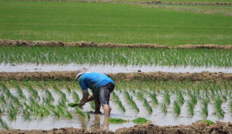 Camposur planea sumar 100 nuevas hectáreas de arroz en el sur del país