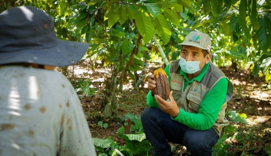 Cerca de 3,000 cacaoteros del Vraem son asistidos en manejo integrado de plagas