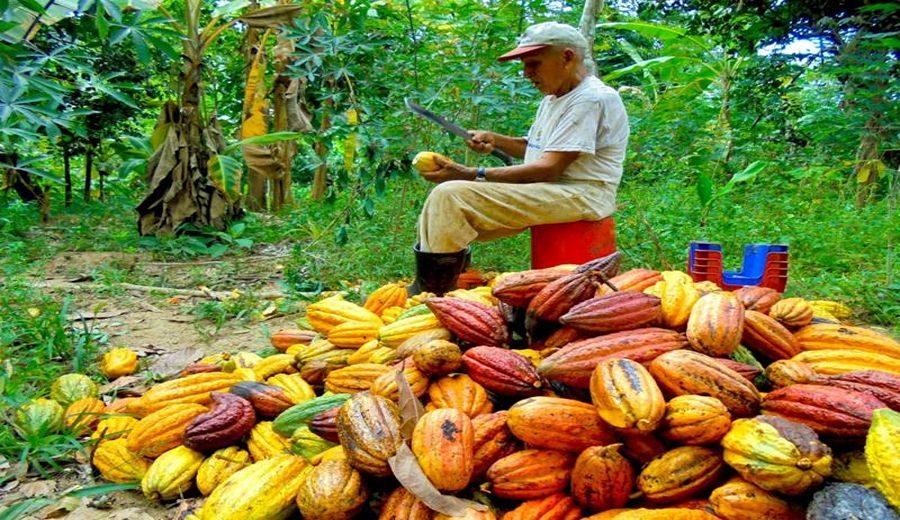 Certificaciones y cacao: ¿Compromiso o sacrificio en épocas de bonanza?