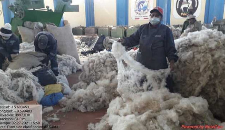 Clasificación de fibra de alpaca benefició a 800 familias y a diez maestras alpaqueras en Puno