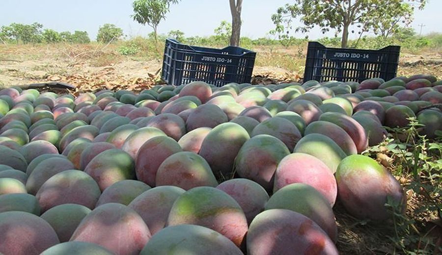 Colapso en la Producción Nacional de Mango: -83.2% en enero