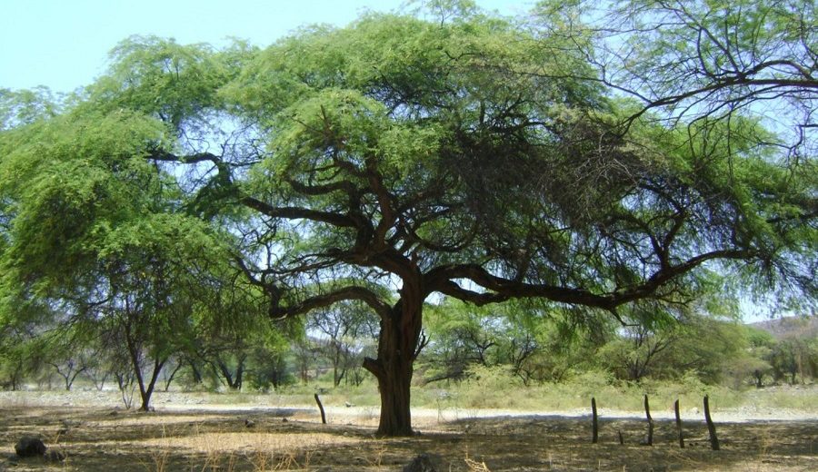 Conoce al algarrobo, prodigioso árbol oriundo del bosque seco costero peruano