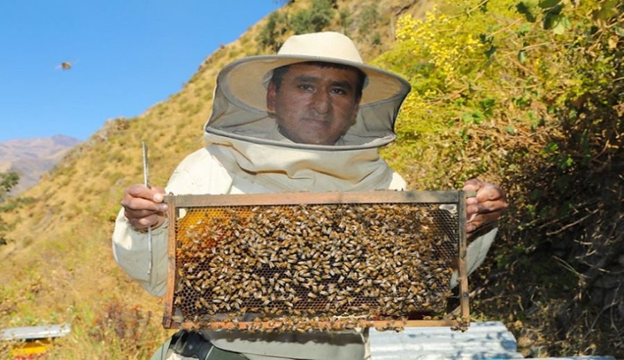 Conozca al exitoso emprendedor huarochirano que produce miel de abeja
