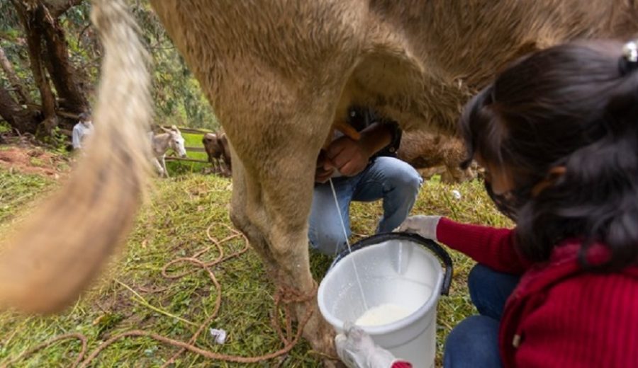 Consejo Nacional de la Leche evaluará propuestas para fomentar el consumo e incrementar la oferta de la leche y sus derivados