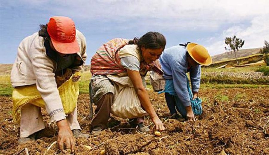 Consejo Nacional para Desarrollo Agrario podrá contar con participación del sector privado