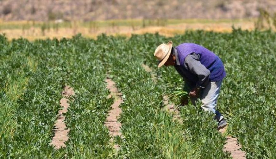 Conveagro Segunda Reforma Agraria debe considerar incremento del presupuesto del sector agrícola