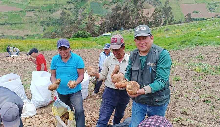 Cosecha Exitosa: Agricultores de Pamparomás Refuerzan Prácticas para Seguridad Alimentaria