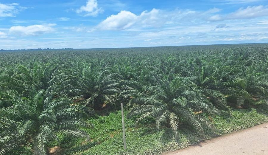 Cultivo estrella: Palma Aceitera, motor del desarrollo amazónico