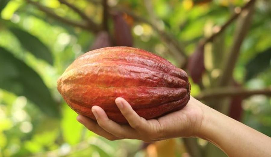 Cuna del cacao: Ecuador y Perú revelados como su verdadero origen