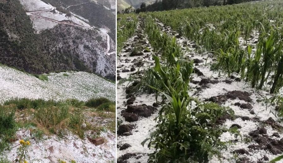 Cusco activarán seguro agrario tras alerta de sembríos afectados en Paucartambo