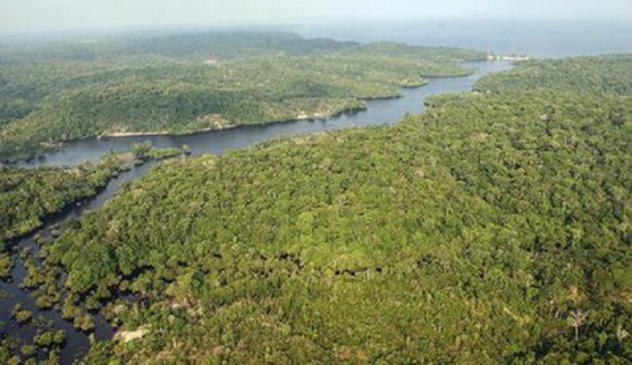 Destrucción de la Amazonía traería un “apocalipsis” mundial, alertan sus guardianes