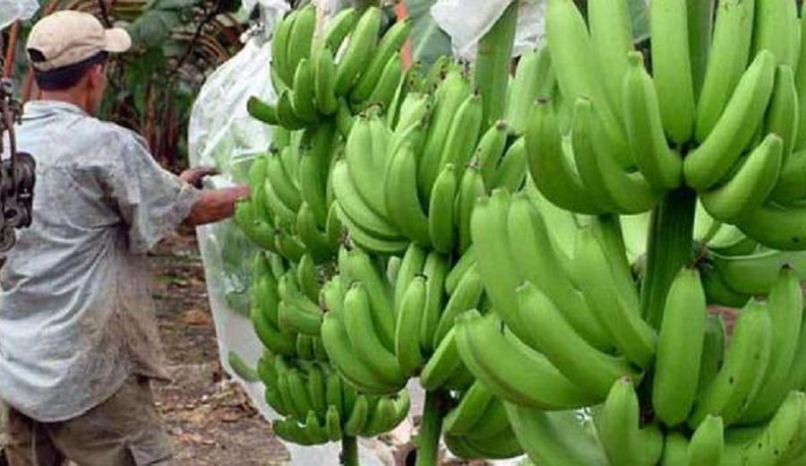Detección de hongo del banano en Perú enciende las alarmas en América