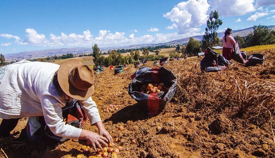 Día del Campesino Agrobanco otorgó más de S 6,000 millones en créditos