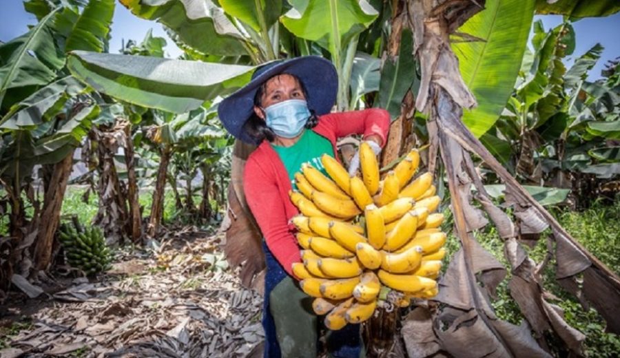 Durante la pandemia, el Fondo AGROPERÚ entregó en el 2020 más de S 37 millones en créditos a pequeñas productoras