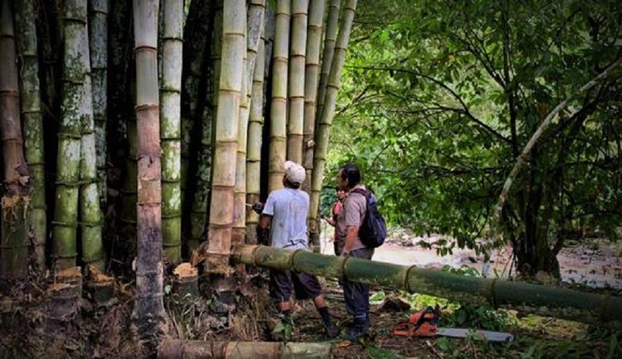 El bambú, la planta de los 10 mil usos que despierta inversiones dos experiencias en la selva