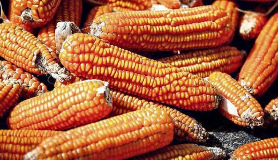 El maíz alcanza precio récord en nueve años en Chicago