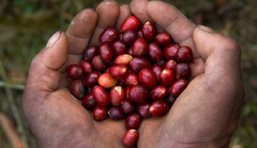 El reto de convertir al café en el primer commodity verde del mundo