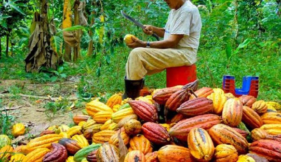 El uso del clorpirifos en la producción de cacao peruano amenazaría su exportación a EE.UU.