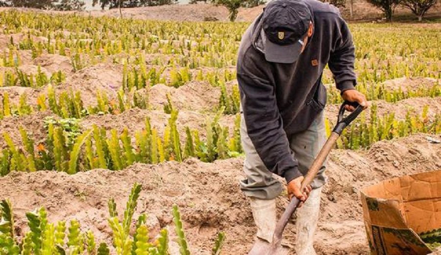 Emprendedores agrícolas de Olmos preparan envío de 5,000 toneladas de pitahaya en 2022