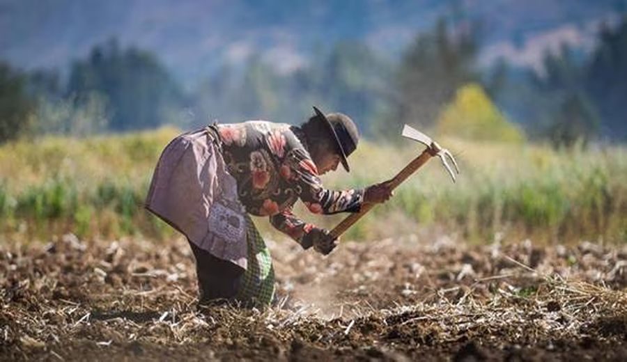 Encuesta Nacional Agropecuaria: así se configura el sector en el Perú