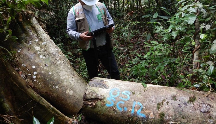 Equipo multisectorial realizará estudio sobre tala y comercio ilegal de la madera en Perú