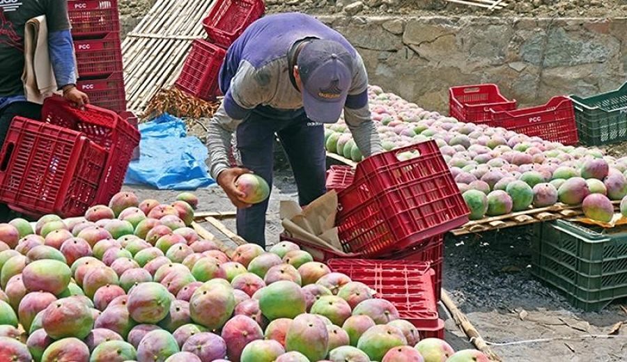Errores en la Campaña Peruana de Mango: Lecciones Necesarias