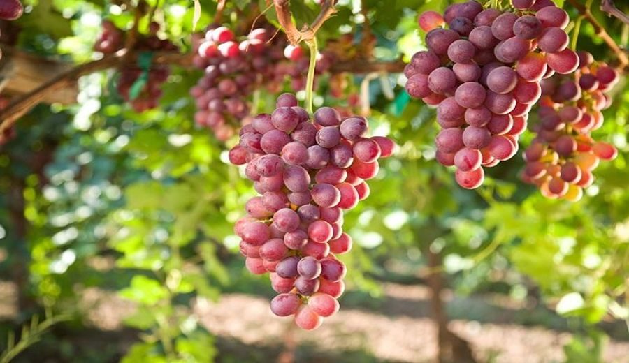 Escasez de uva impulsa exportaciones anticipadas y redefine mercado estadounidense