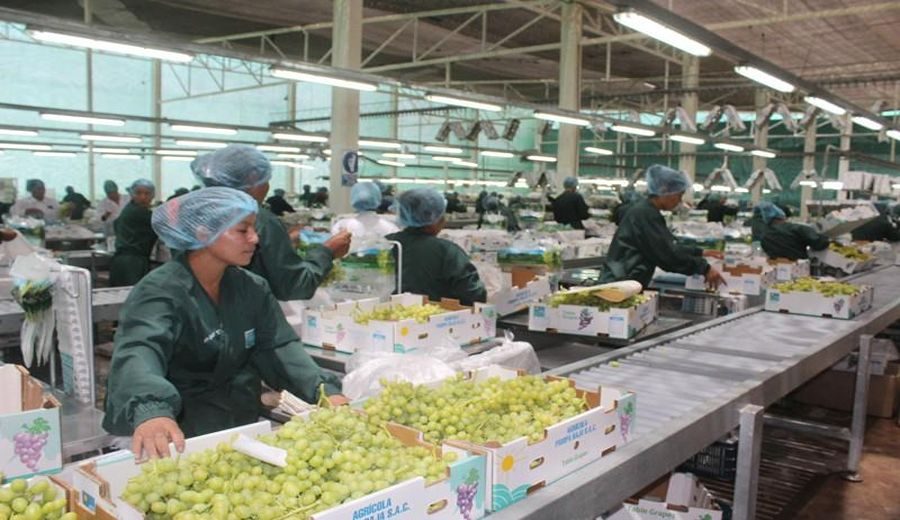 Estados Unidos Abarca el 48% de las Exportaciones Peruanas de Uva