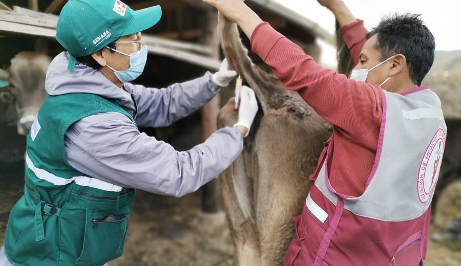 Estrategias sanitarias del SENASA despliegan acciones permanentes para el control de Tuberculosis y Brucelosis bovina en Arequipa