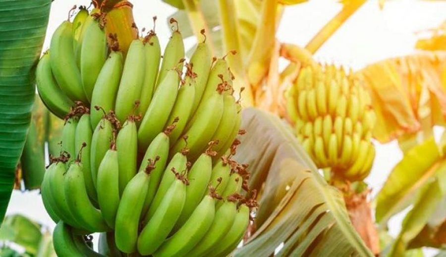 Europa bajo cuestionamiento: Precios injustos para banano latinoamericano