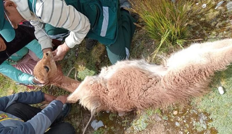Éxito económico: Comunidades campesinas de Huancavelica comercializan fibra de vicuña