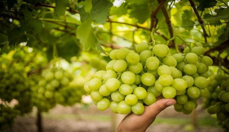 Éxito peruano: Inicio de exportaciones de uva a Japón promete crecimiento