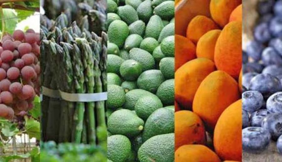 Expansión Agrícola: 13 Productos Peruanos Rumbo a Nuevos Mercados