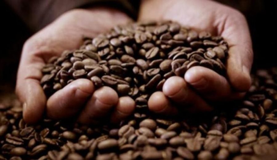 Explosión Cafetalera Peruana: Exportaciones de Café se Triplican en Volumen y Valor en Enero de 2024
