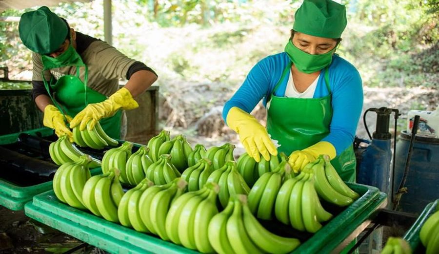Explosión Exportadora: Bananos Peruanos Conquistan 14 Mercados Internacionales