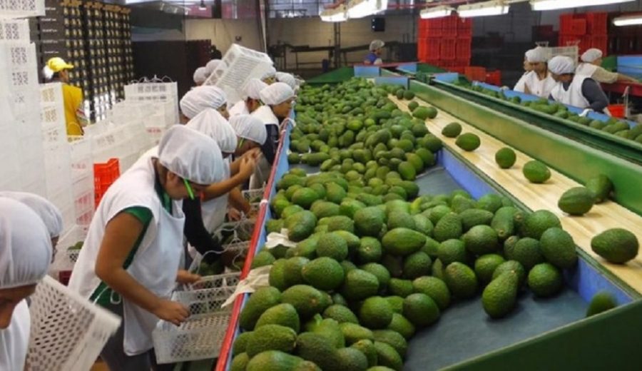 Exportaciones agrarias sumaron US$ 661 millones y conquistaron 101 mercados en enero