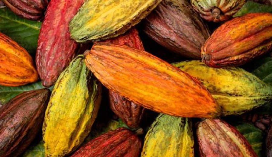 Exportaciones de cacao peruano se recupera aceleradamente en volumen y en valor