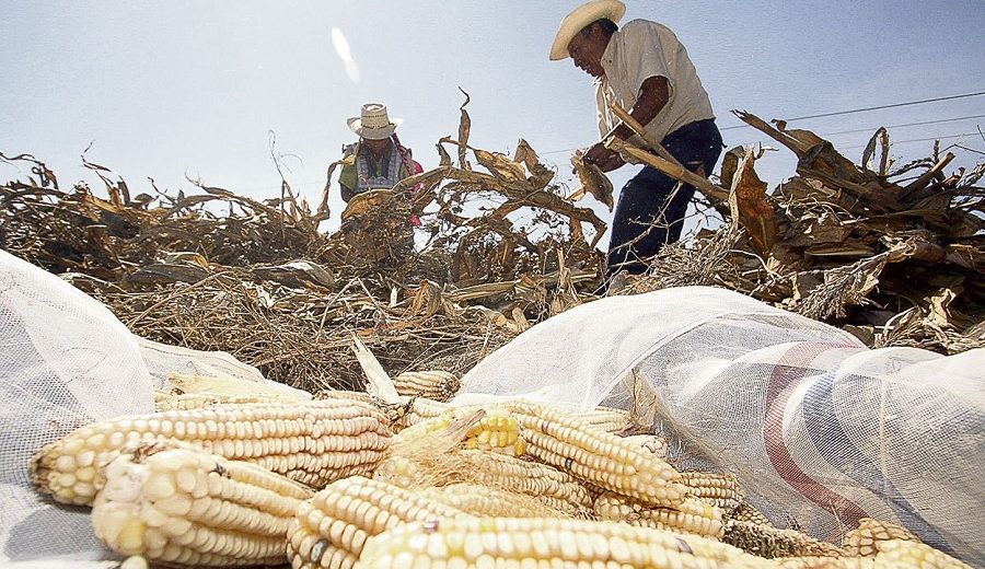 FAO precio de los alimentos subió 40% en mayo