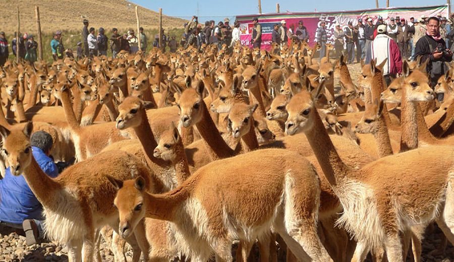 Fiesta de la vicuña: Reserva Nacional Pampa Galeras celebrará tradicional Chaccu